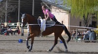 stages poneys chevaux avec ou sans hébergement à Manosque en Provence